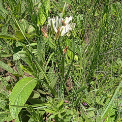 Albuca nelsonii