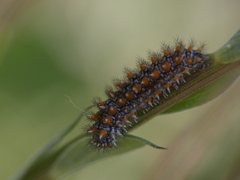 Melitaea didyma