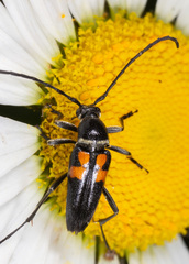Typocerus lunulatus
