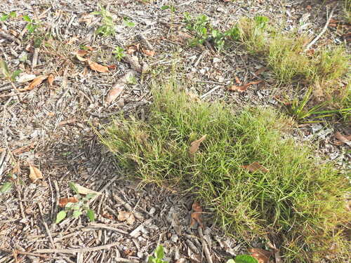 Enteropogon unispiceus observed 2026-05-25