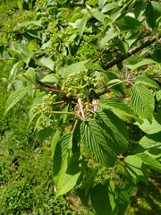 Viburnum plicatum