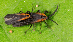 Leptoceletes