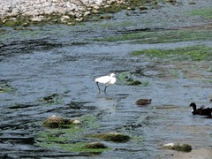 Egretta garzetta