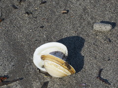 Spisula sachalinensis