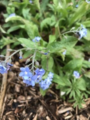 Myosotis