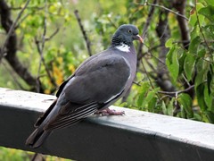 Columba palumbus
