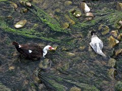 Cairina moschata domestica