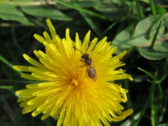 Andrena haemorrhoa