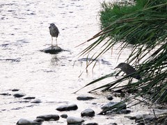 Nycticorax nycticorax