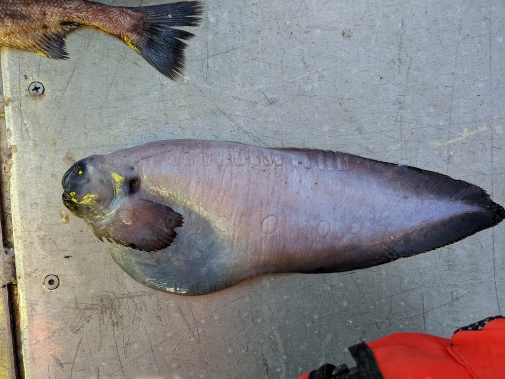 Blueink Snailfish