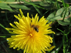 Andrena haemorrhoa