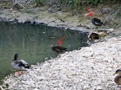 Gallinula chloropus