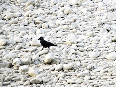 Corvus monedula