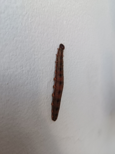 coconut caterpillar
