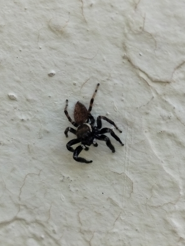 Mediterranean white-banded spider