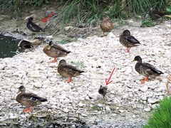 Gallinula chloropus