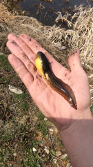 Lithobates catesbeianus