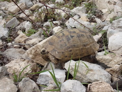 Testudo graeca terrestris