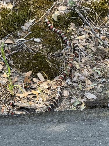 iNaturalist observation photo of California Mountain Kingsnake