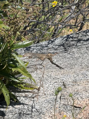 iNaturalist observation photo of Western Whiptail