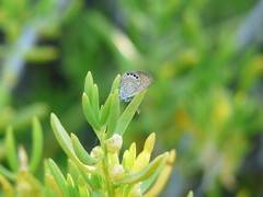 Brephidium pseudofea