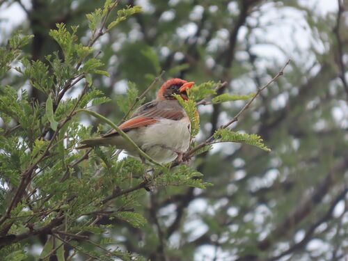 Red-headed Weaver (Anaplectes rubriceps), photo 1