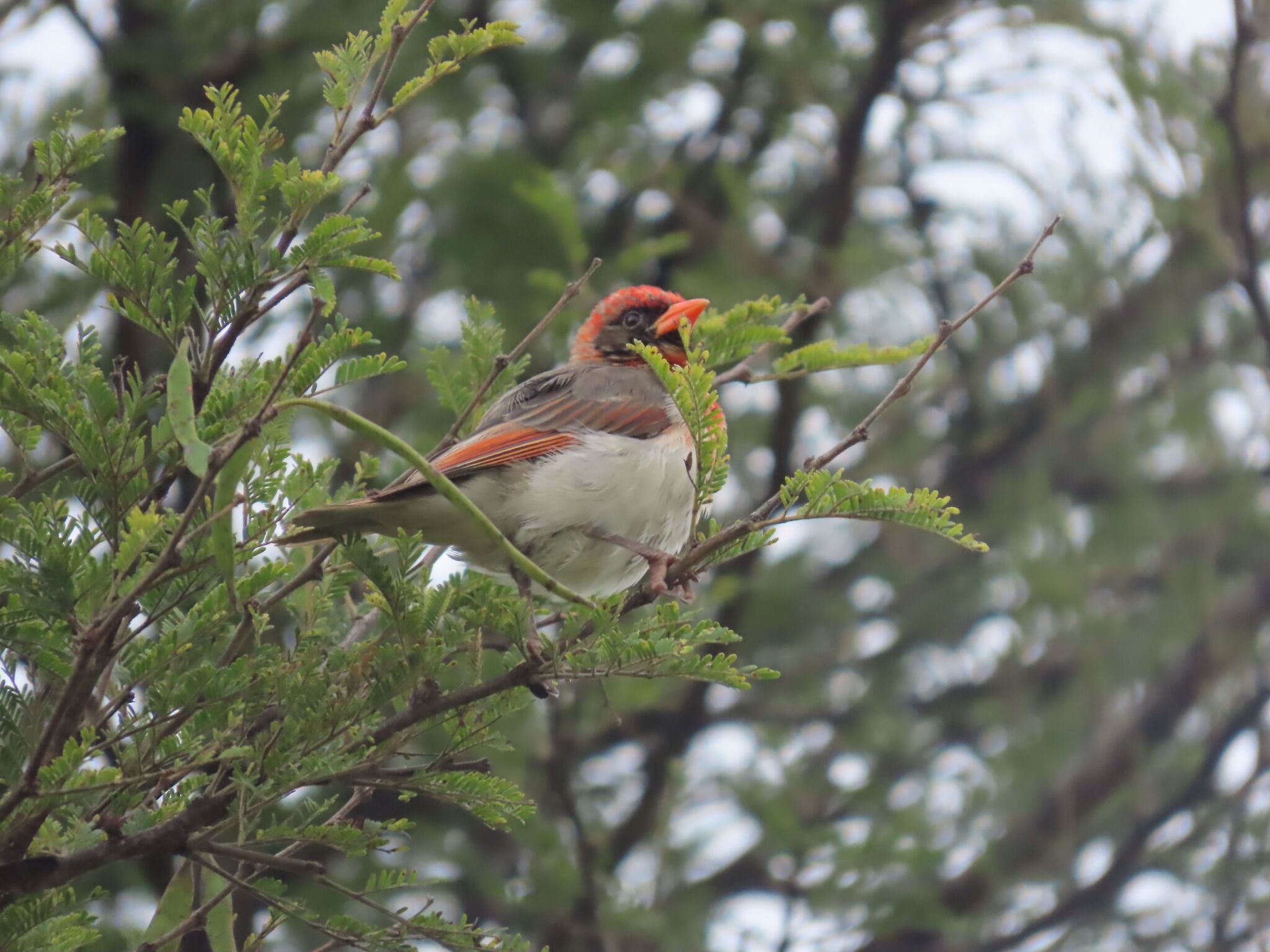 Red-headed Weaver (Anaplectes rubriceps), photo 1