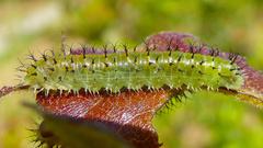 Periclista