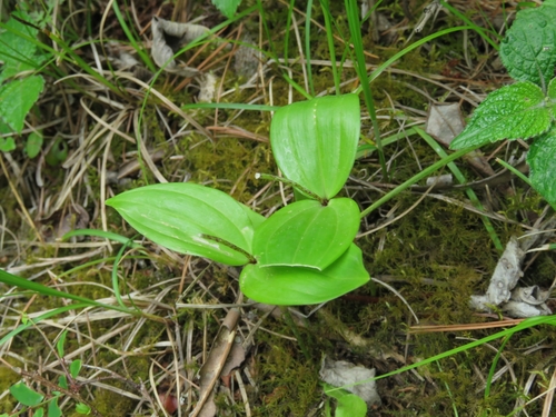 Neottia puberula iNat (3)