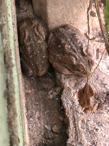 Giant Toad (Rhinella horribilis)