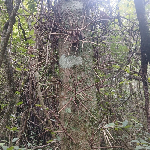 Gleditsia amorphoides
