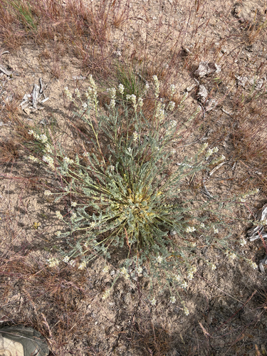 Astragalus spaldingii, 2026-05-25