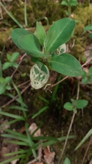 Phytomyza aprilina
