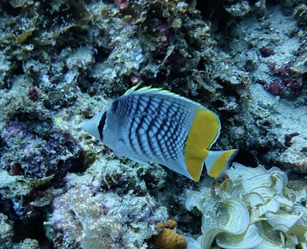 Cross-hatch Butterflyfish (Chaetodon xanthurus)