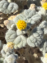 Psathyrotes ramosissima, photograph (c) Aaron Liston, some rights reserved (CC BY)
