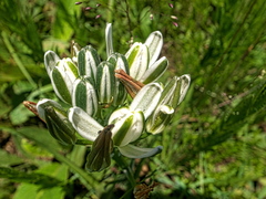 Albuca nelsonii