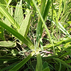 Albuca nelsonii