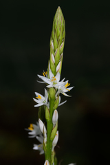 Chlorophytum gothanense