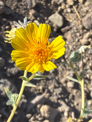 Geraea canescens, photograph (c) Aaron Liston, some rights reserved (CC BY)