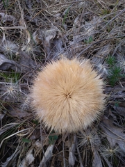 Carlina acanthifolia
