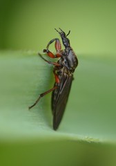 Bibio xanthopus