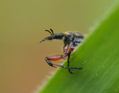 Bibio xanthopus