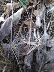 Carlina acanthifolia