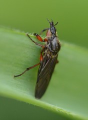 Bibio xanthopus