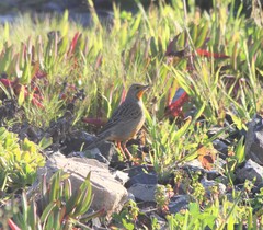 Macronyx capensis capensis