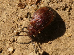 Galeruca rufa