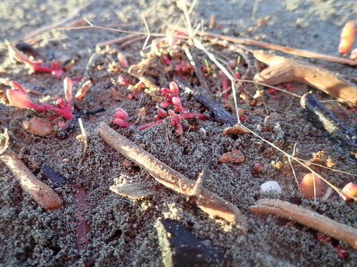 Oxybasis ambigua, photograph 3