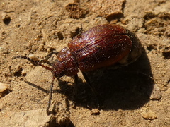 Galeruca rufa