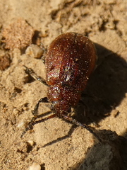 Galeruca rufa