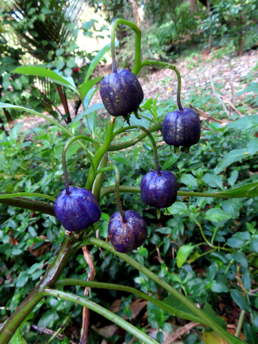 Lobelia physaloides 2
